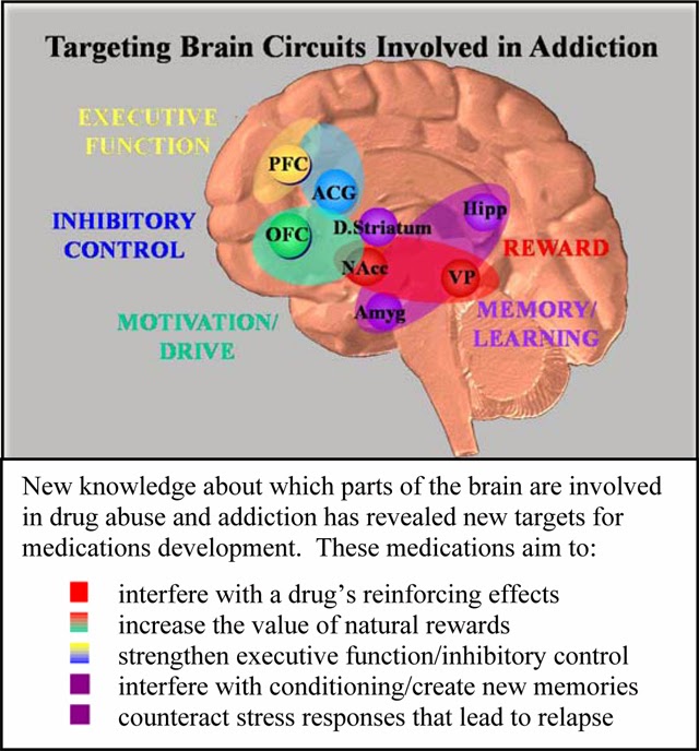 Acidity effects on brain