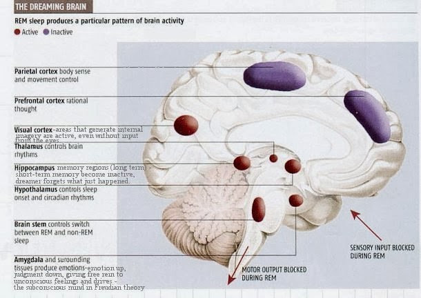 Rem sleep brain waves