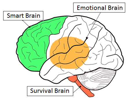 Картинки Мозгокрут. Brain emotions. Brain Smart Protocol.