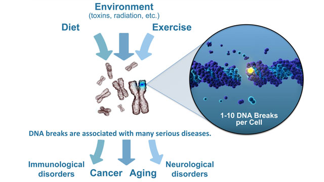 How does chronic stress change your dna