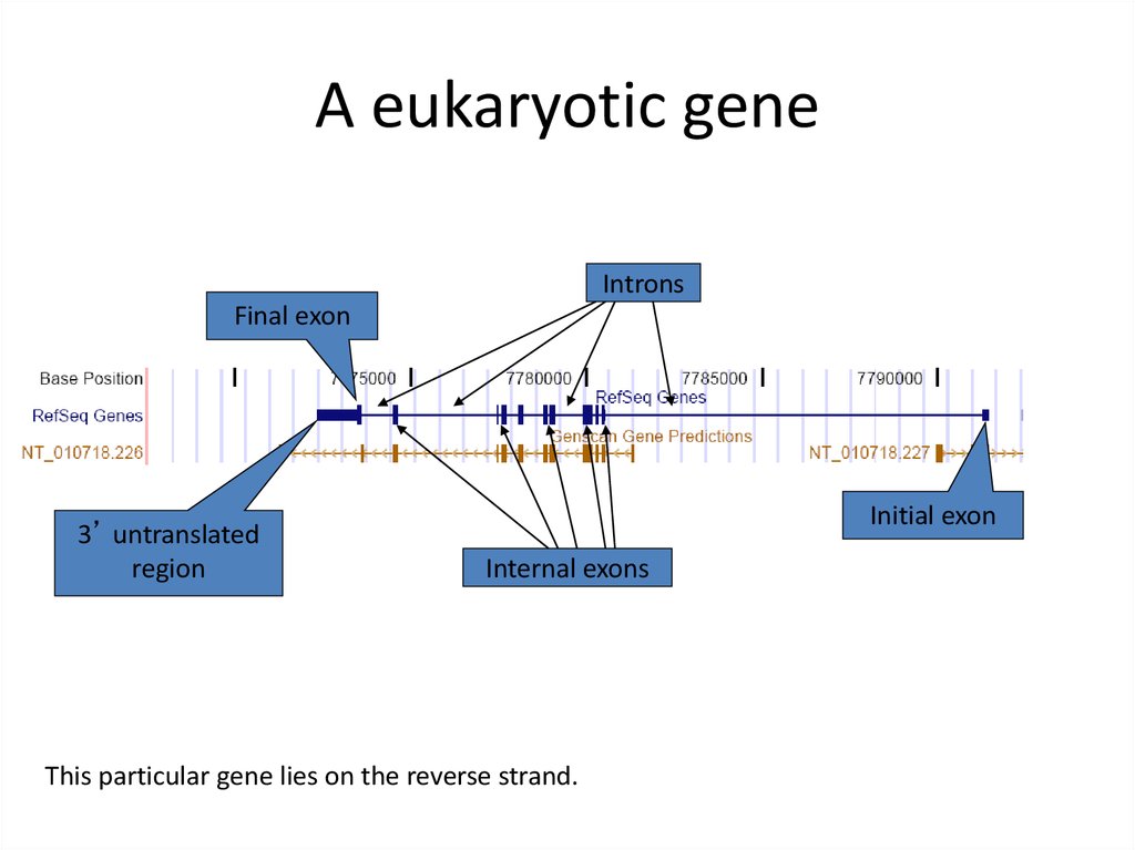 Is lying genetic