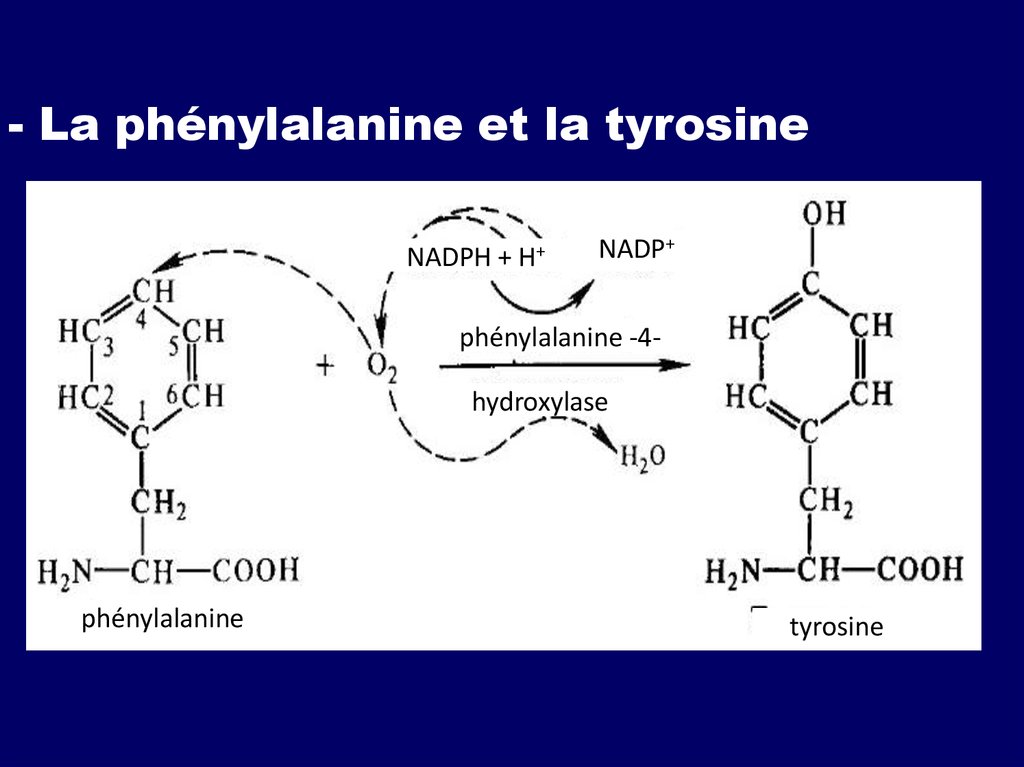Тирозин что это такое. Фенилаланин. Фенилаланин в тирозин. НАДФ биохимия. Фенилаланин формула.