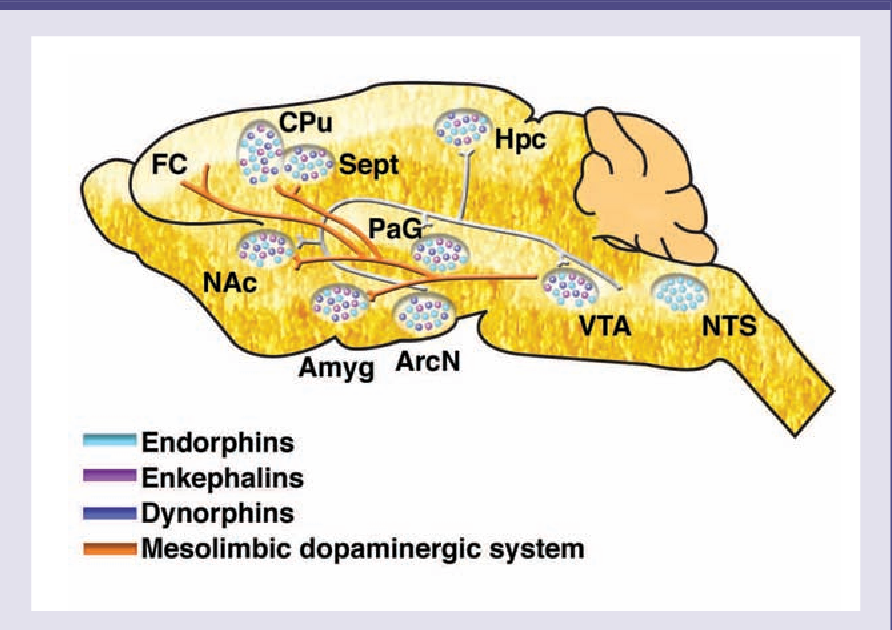 Where are endorphins produced