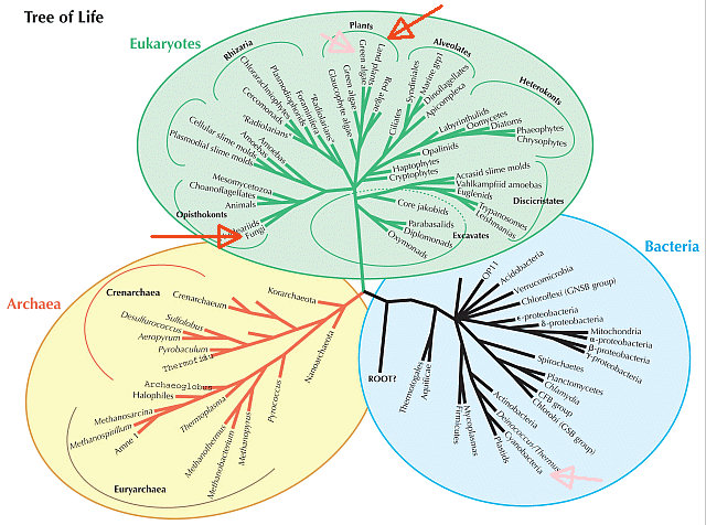 Three domains of development