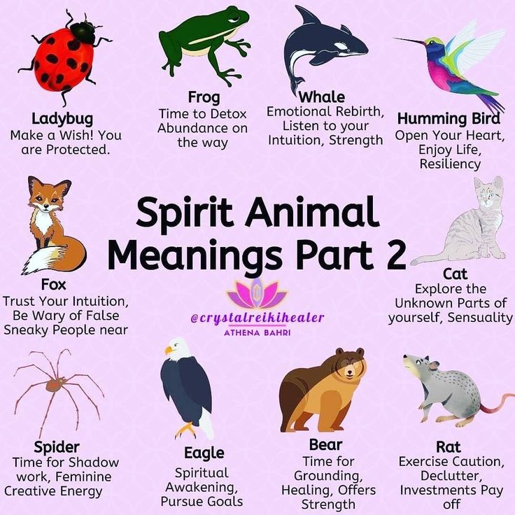 Spirit animals and meanings