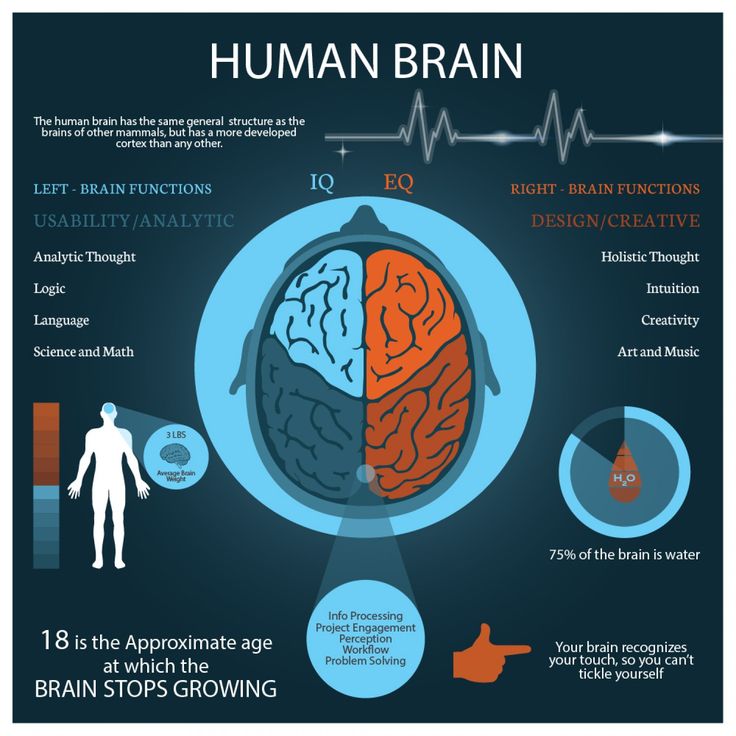 Facts about neurons in the brain