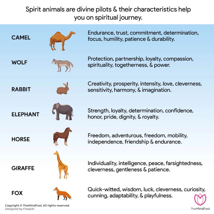 Spirit animals and meanings