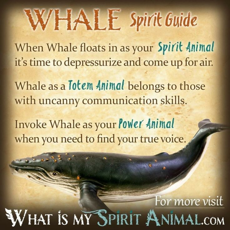 Spiritual animal signs