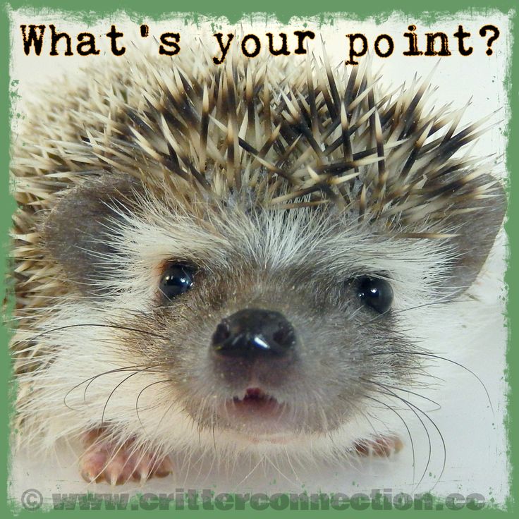 Hedgehog personality type