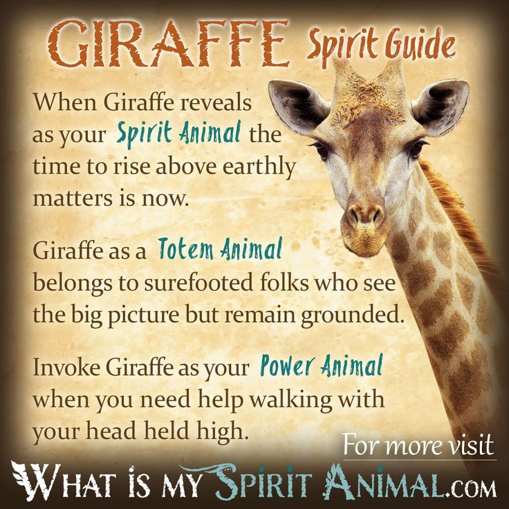 Spirit animals and meanings