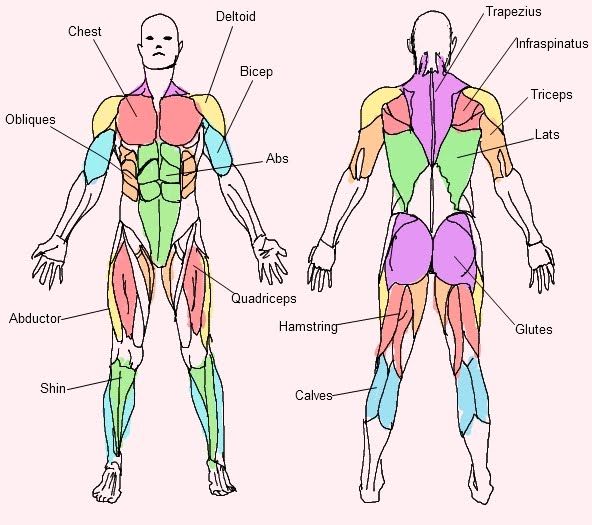 Quiz muscles of the body