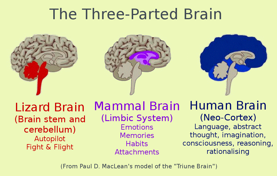 Meditation change your brain