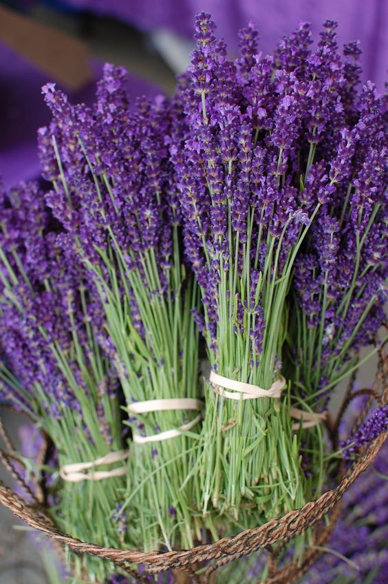 Lavender: Origin, Benefits, and Uses