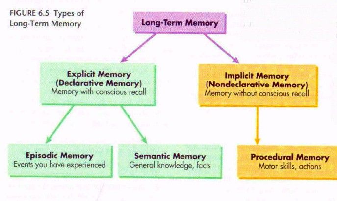 6 Types of Long-Term Memory (2024)