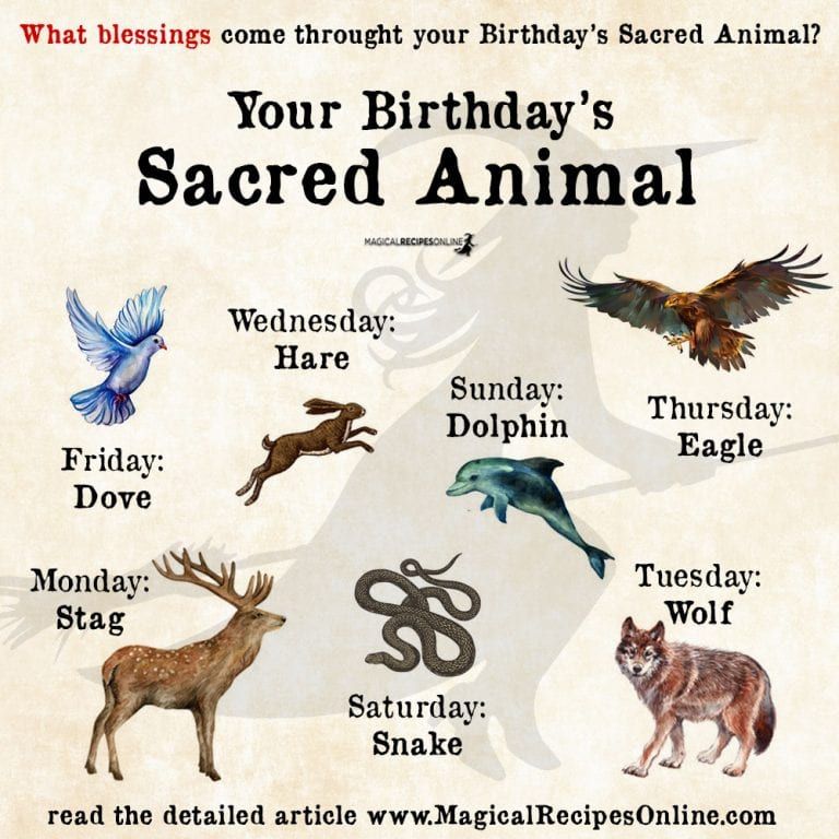 Spirit animals and meanings