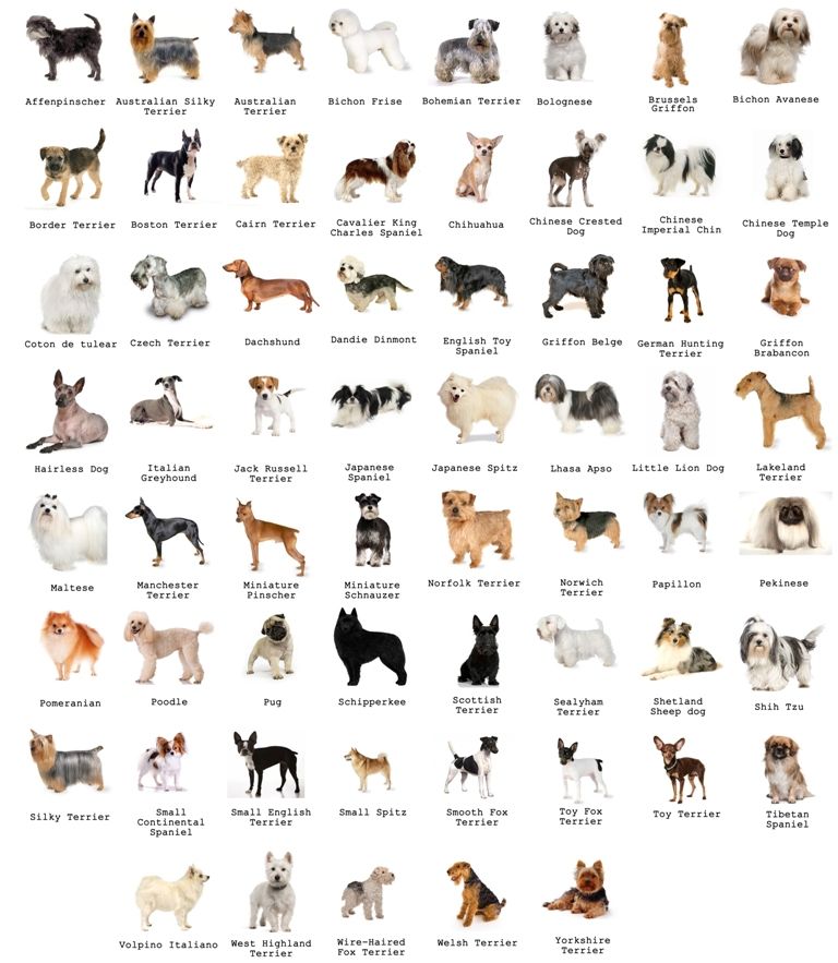 Dog breed personality type