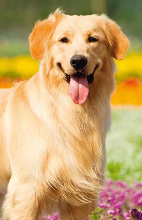 Pinterest golden retrievers