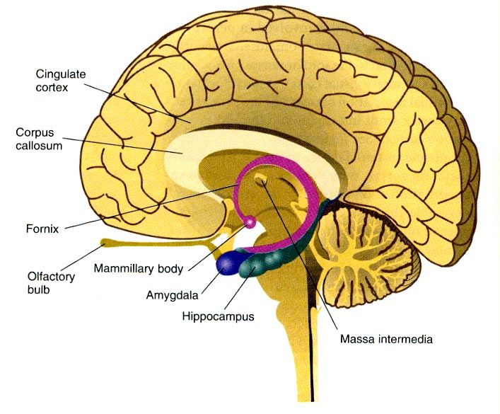 Свод головного мозга. Гиппокамп анатомия. Анатомия мозга гиппокамп. Гиппокамп и миндалевидное тело. Мозолистое тело Corpus callosum.