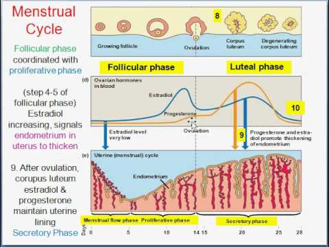 Depression during menstrual cycle