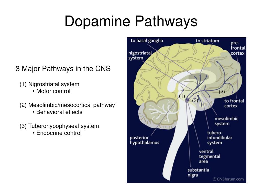 Excess dopamine schizophrenia