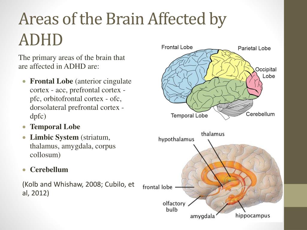 Areas Of The Brain Affected By Adhd L 