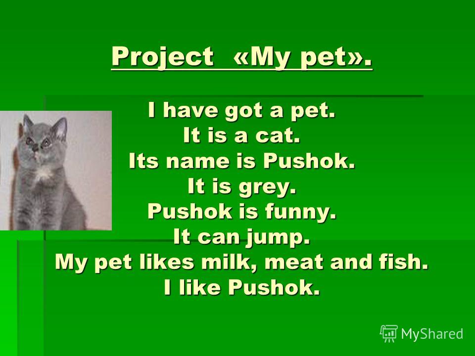 Cat s name is. My Pet тема. Проект my Pet. Проект по английскому. Рассказ о животном на английском 3 класс.