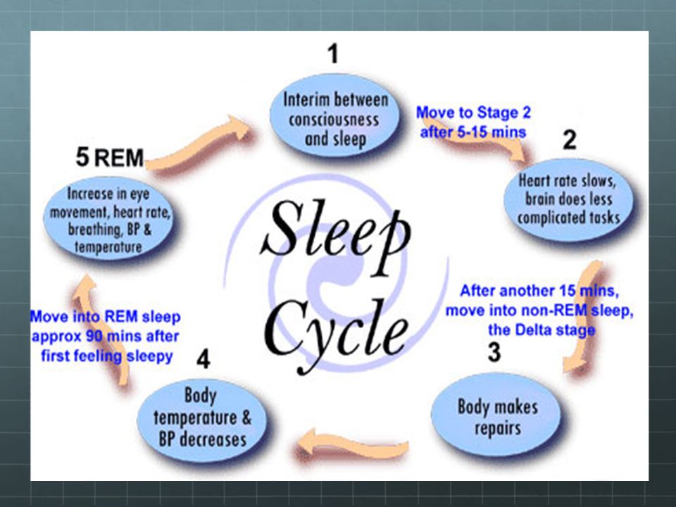 Slow brain. Sleep Cycle. Stages of Sleep. Sleep phases. Rem and NREM Sleep Cycle.