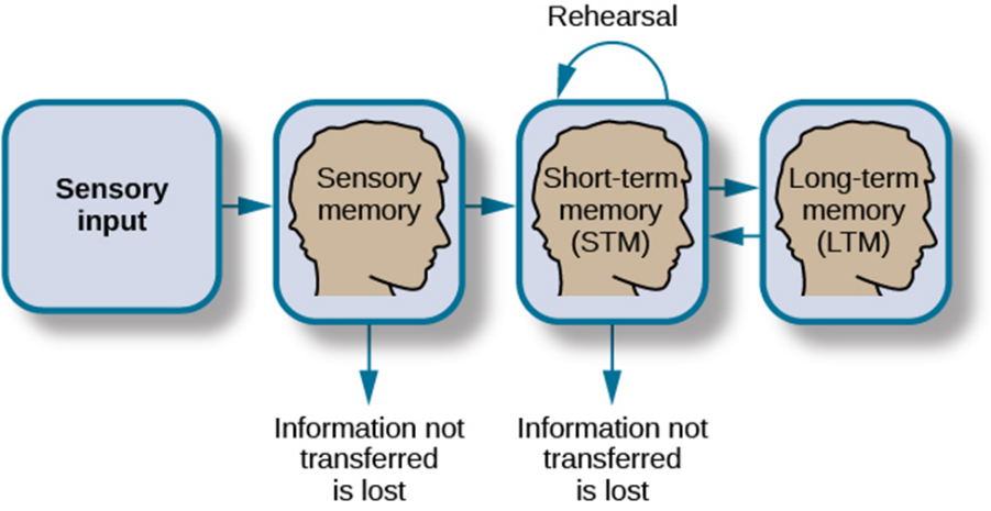 The information is lost. Long term Memory картинки. Sensory Memory. Types of Memory. Short term Memory.