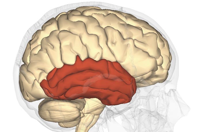Increase grey matter in the brain