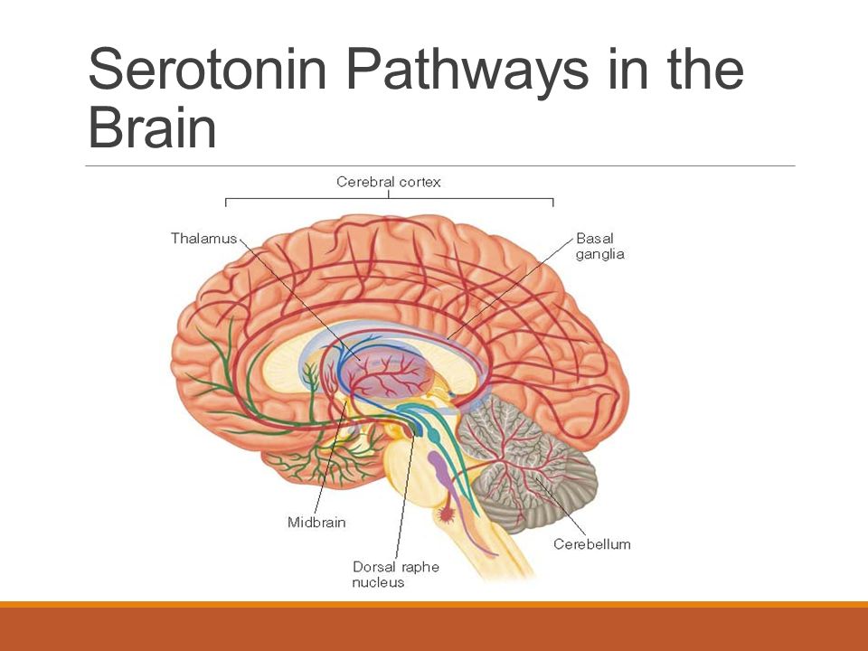 Where is serotonin produced in the brain