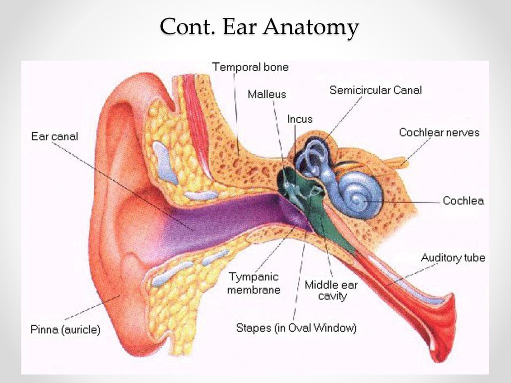 Wellbutrin ringing in ears