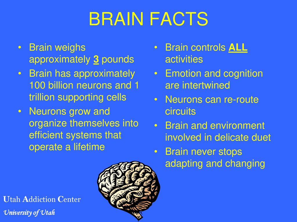 Brain information. Interesting facts about Human Brain. Facts about the Human Brain. About the Brain. Amazing Brain.