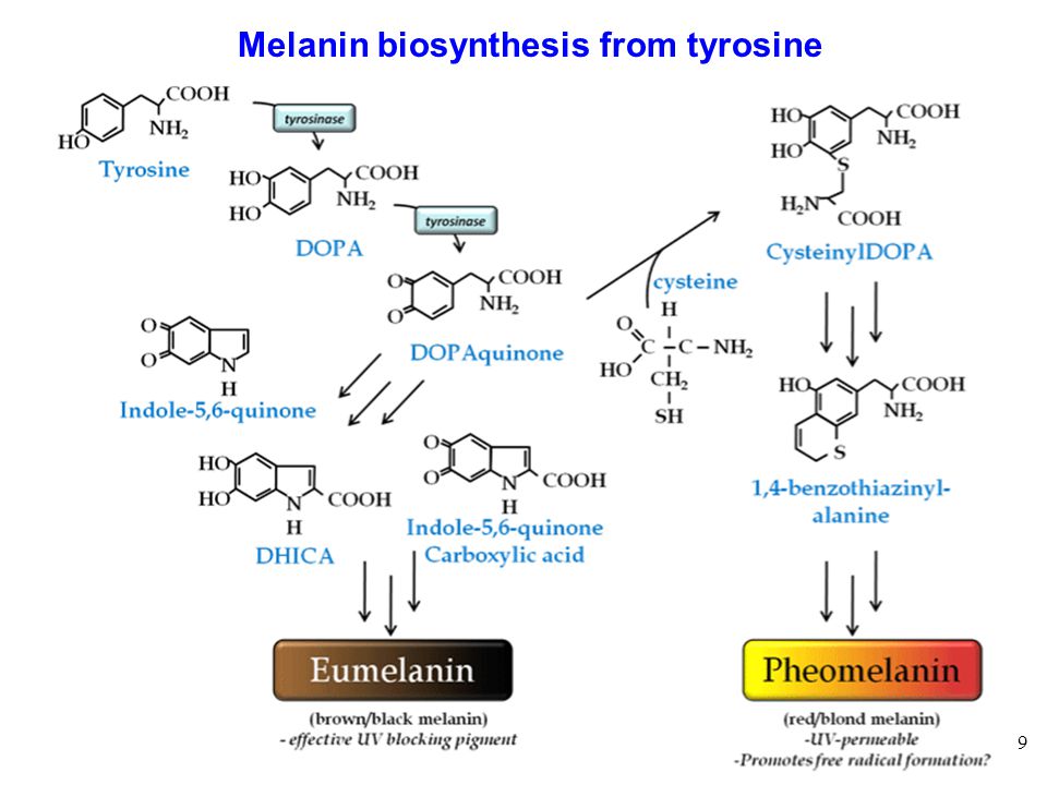 How long for l tyrosine to kick in