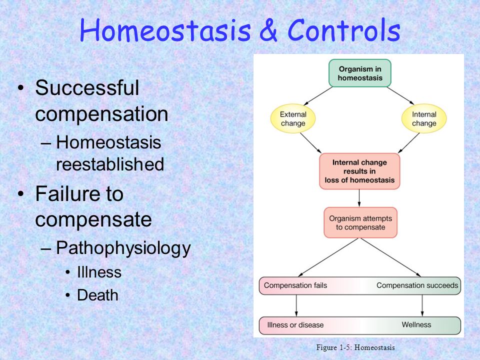 Theory of homeostasis