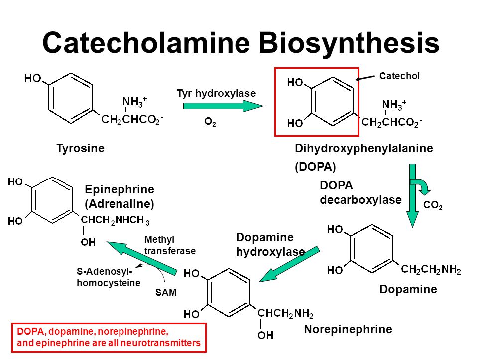 Адреналин допамин. Дофамин гидроксилаза. Тирозин Дофа дофамин норадреналин адреналин. Синтез дофамина из тирозина.