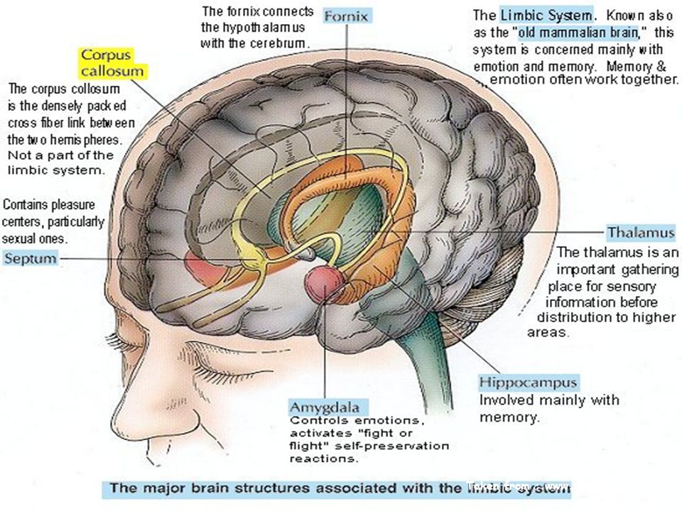 Parts of the brain amygdala